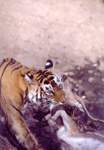 Prey being choked to death by tiger in Ranthambore, India