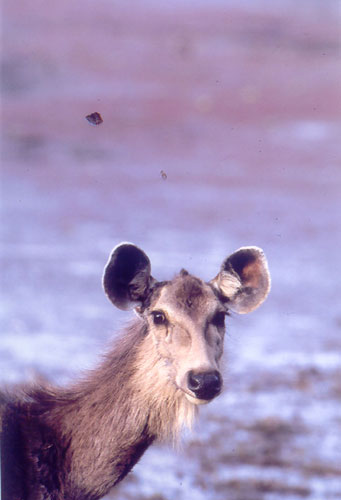 Sambar Deer, Ranthambore, India