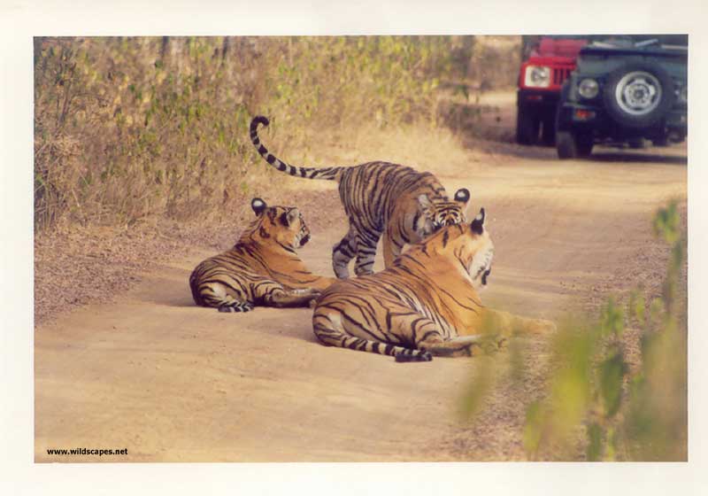 Three tigers and a jeep in Ranthambore National Park, India