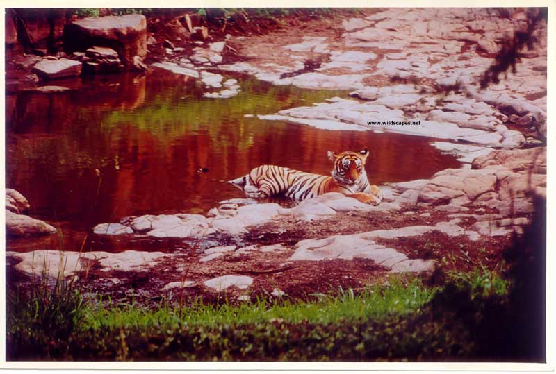 Female Tiger at waterhole in  Ranthambore National Park, India