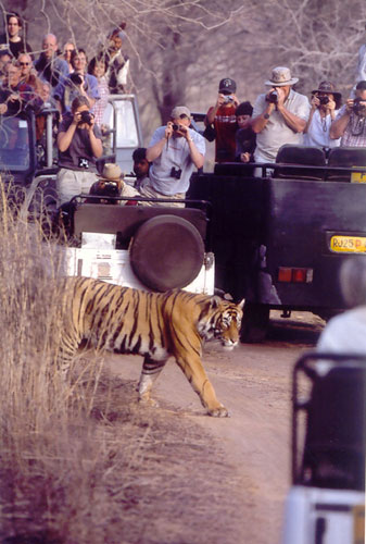 Tourist jeeps surround tiger in Ranthambore, India