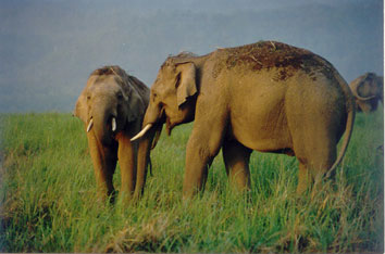 Young Bull Elephants in Corbett National Park, India