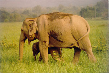 Asian Elephant Mother and calf in Corbett National Park, India