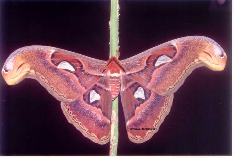Atlas Moth, India