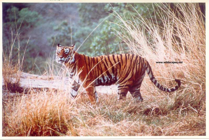 Tigress Machali in Ranthambore National Park, India
