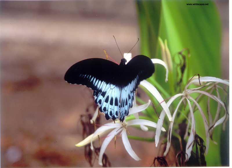 Blue Mormon Butterfly, India