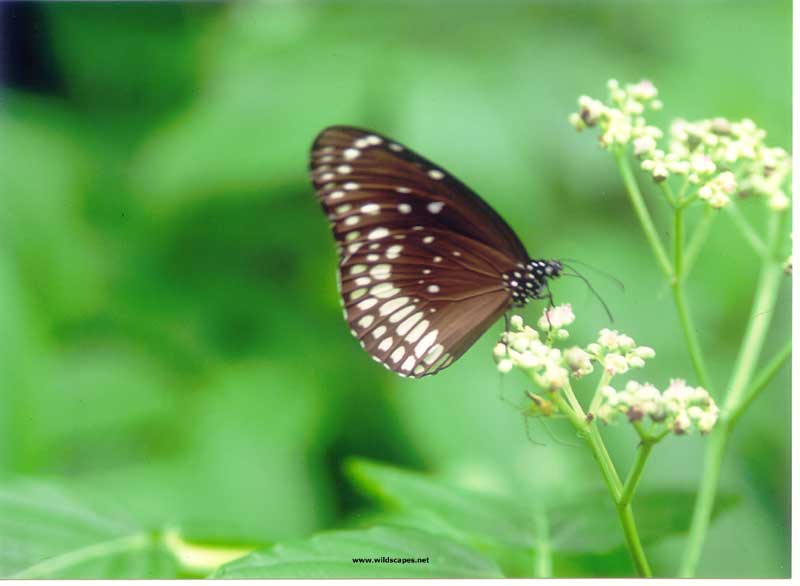 Common Crow Butterfly, India