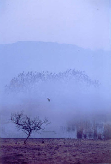 Cormorants on a misty morning in Ranthambore
