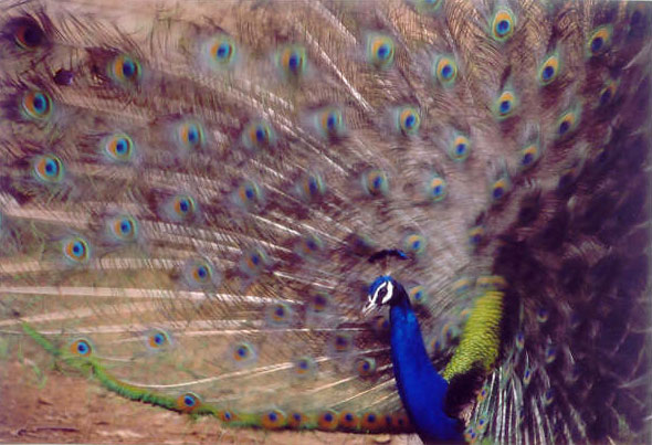 Dancing Peacock in Ranthambore, India