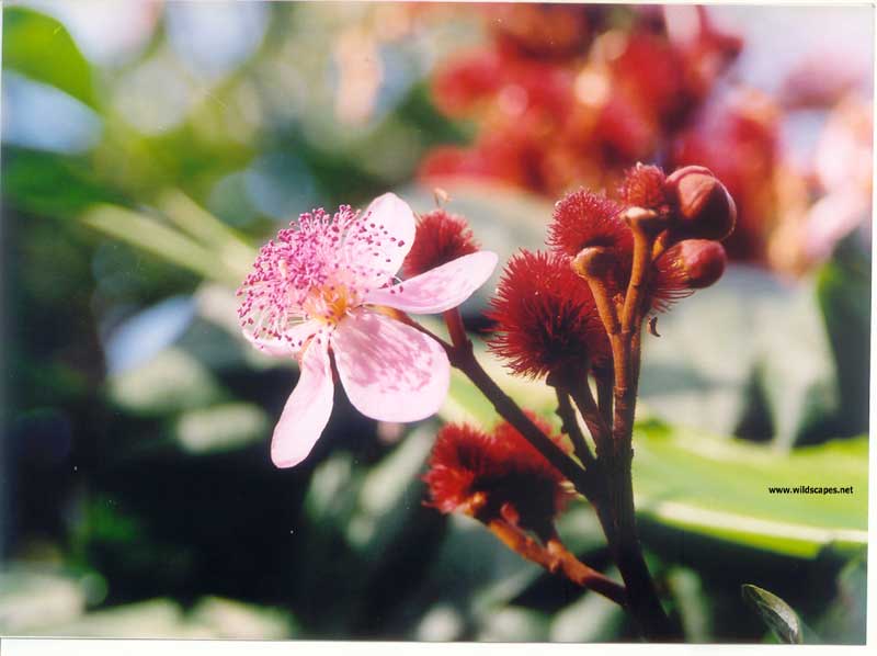Delicate Pink flowers of the Anato in the Monsoon, India 