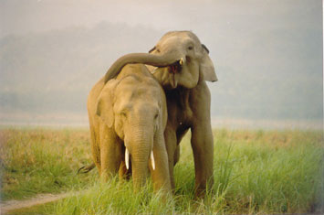 Elephants expressing affection in Corbett National Park, India