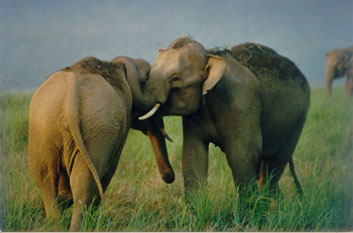 Elephants getting intimate in Corbett National Park, India