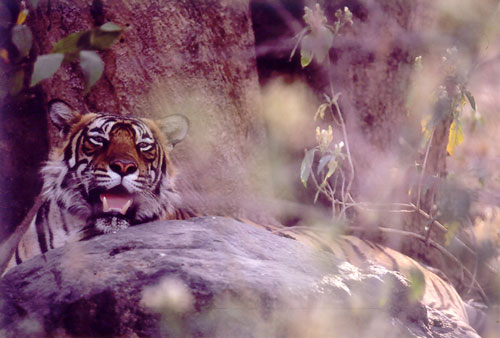 Elusive stripes of tiger in Ranthambore, India