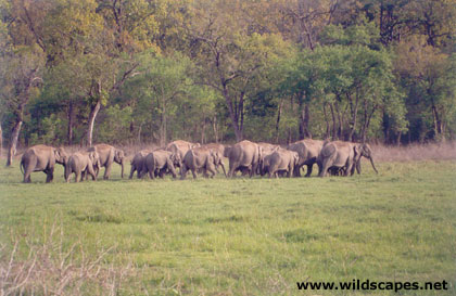 Herd of Asian Elephants in Corbett National Park, India
