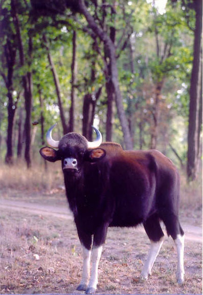 Indian Bison or Gaur in Kanha National Park, India
