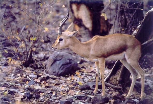 Indian Gazelle or Cinkara in Ranthambore National Park, India