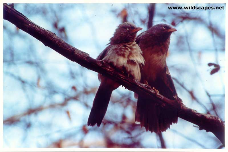 Jungle Babblers in Ranthambore National Park, India