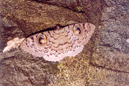 Owl Moth, India