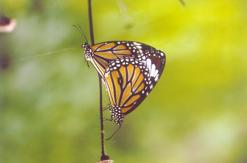Plain Tiger Butterfly, India