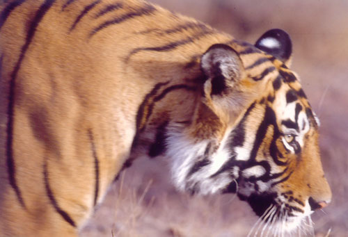Royal Bengal Tiger in Ranthambore, India