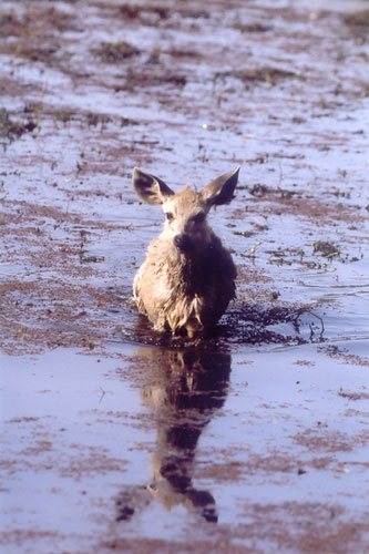 Sambar deer in lake, Ranthambore, India