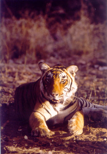 Sitting Tiger in Ranthambore, India