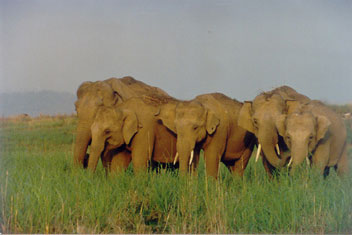 Small group of wild elephants in Corbett National park, India