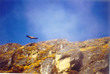 Soaring eagles on Tugnath terrain, India