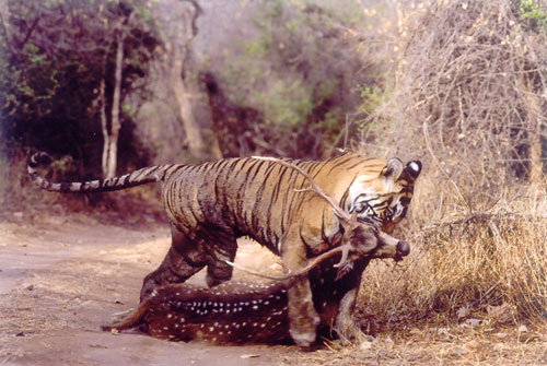 Tiger dragging a kill in Ranthambore, India