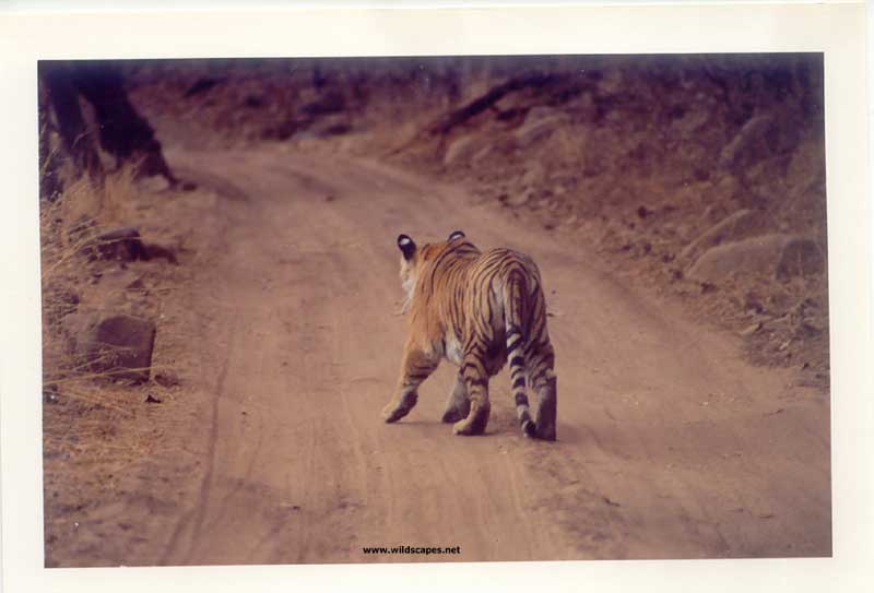Tiger walking on the jungle road in Ranthambore National Park, India