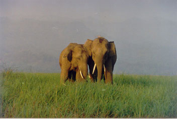 Two wild elephants in Corbett National Park, India