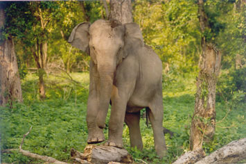 Wild Asian female elephant in Corbett National Park, India