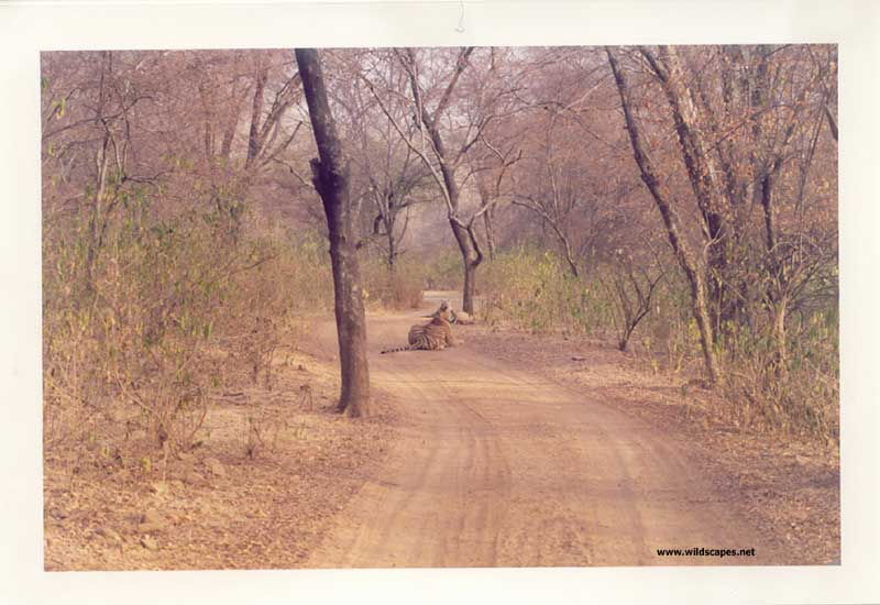Tiger sitting on a road in Ranthambore National Park, India  