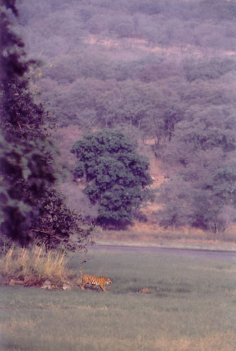 Wildscapes, Tiger in Ranthambore landscape, India 