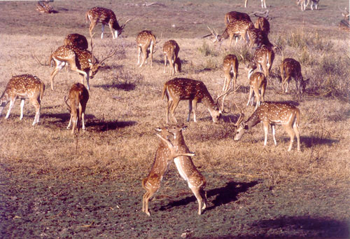Wrestling chital or spotted deer, Ranthambore, India