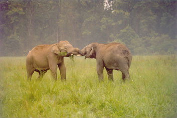 Young elephants greeting each other in Corbett National Park, India