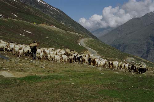 Sheep herd in Rohtang Pass Himalayas, India 